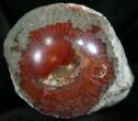 Pennsylvanian Aged Red Agatized Horn Coral - Utah #26399-1